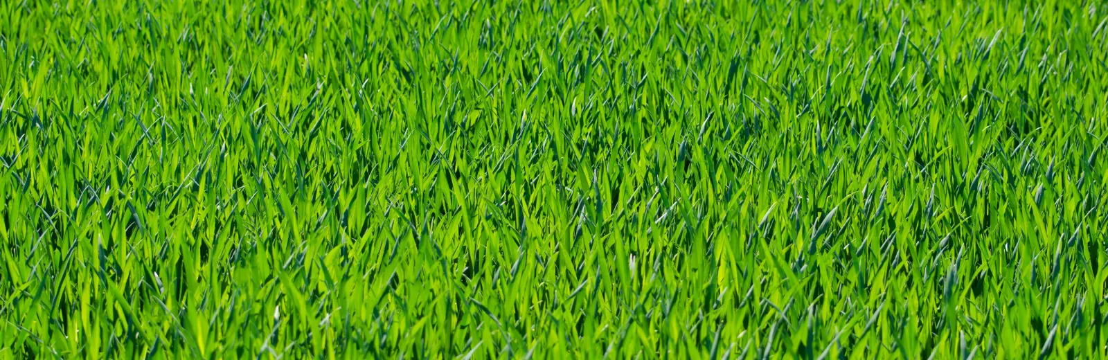 green-grass