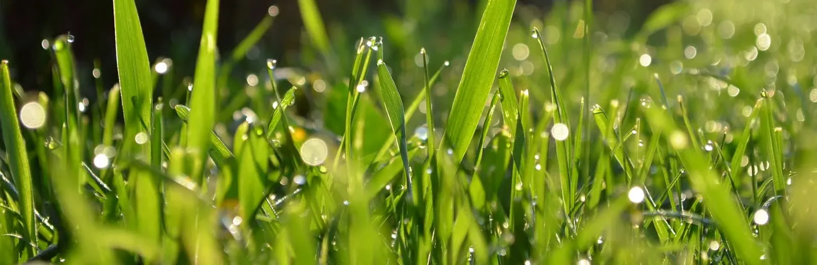 Close up picture of healthy green grass