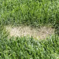 lawn disease