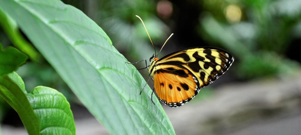 Monarch Butterfly on Leaf