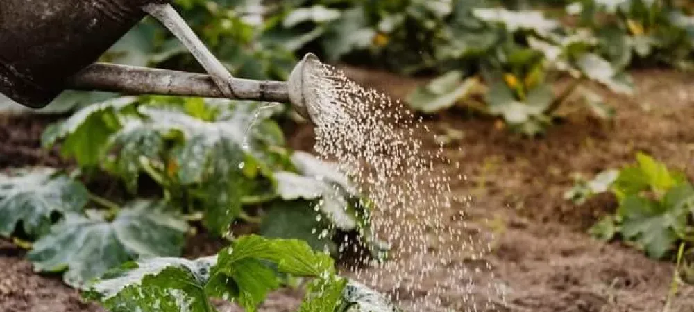 watering-your-lawn