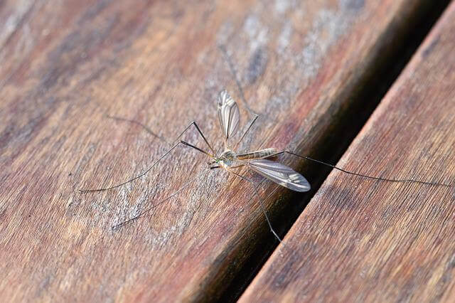 are-mosquitoes-attracted-to-certain-colors-agronomic-lawn-management